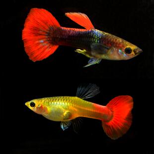 巴西红扇孔雀鱼纯种凤尾鱼新手宠物鱼易繁殖耐活体蕾丝小型凤尾鱼