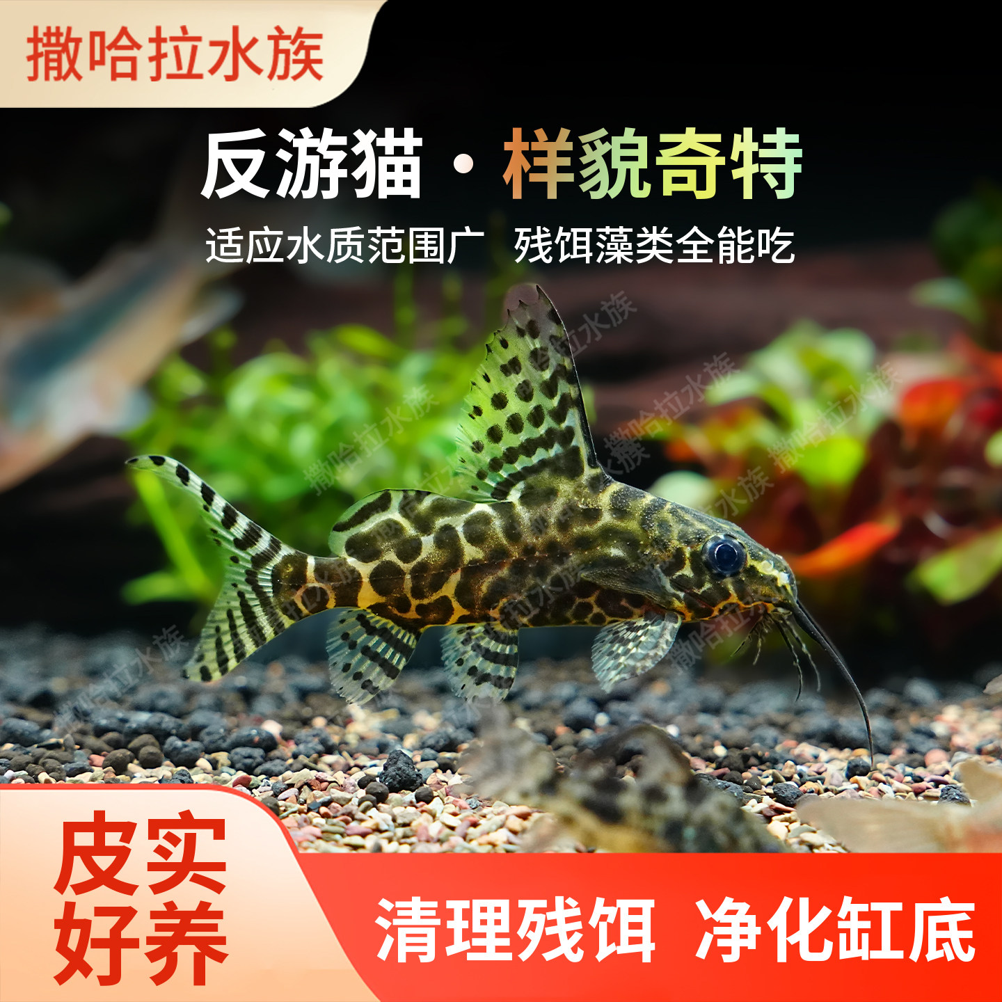 反游猫仰泳热带鱼观赏底栖类倒游鲶底层清垃圾工具清缸倒游小型鱼