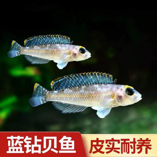 蓝钻贝入门小型灯鱼好养耐活