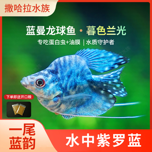 蓝曼龙球鱼热带淡水观赏鱼丝足蓝黄曼龙鱼草缸小型热带活体观赏鱼