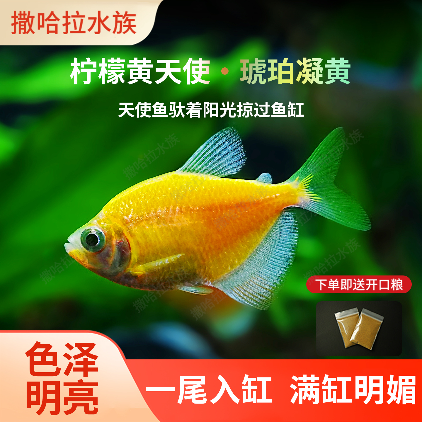 精品天使彩裙鱼群游淡水鱼