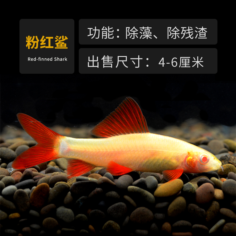鱼缸清洁除藻吃垃圾工具鱼