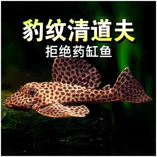 鱼缸清洁工具热带鱼豹纹