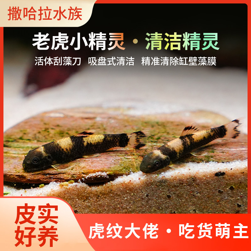除藻鱼老虎小精灵草缸温顺好养耐活除青苔绿藻褐藻吃残渣工具鱼