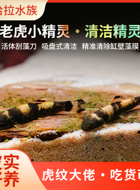 除藻鱼老虎小精灵草缸温顺好养耐活除青苔绿藻褐藻吃残渣工具鱼