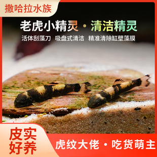 除藻鱼老虎小精灵草缸温顺好养耐活除青苔绿藻褐藻吃残渣工具鱼