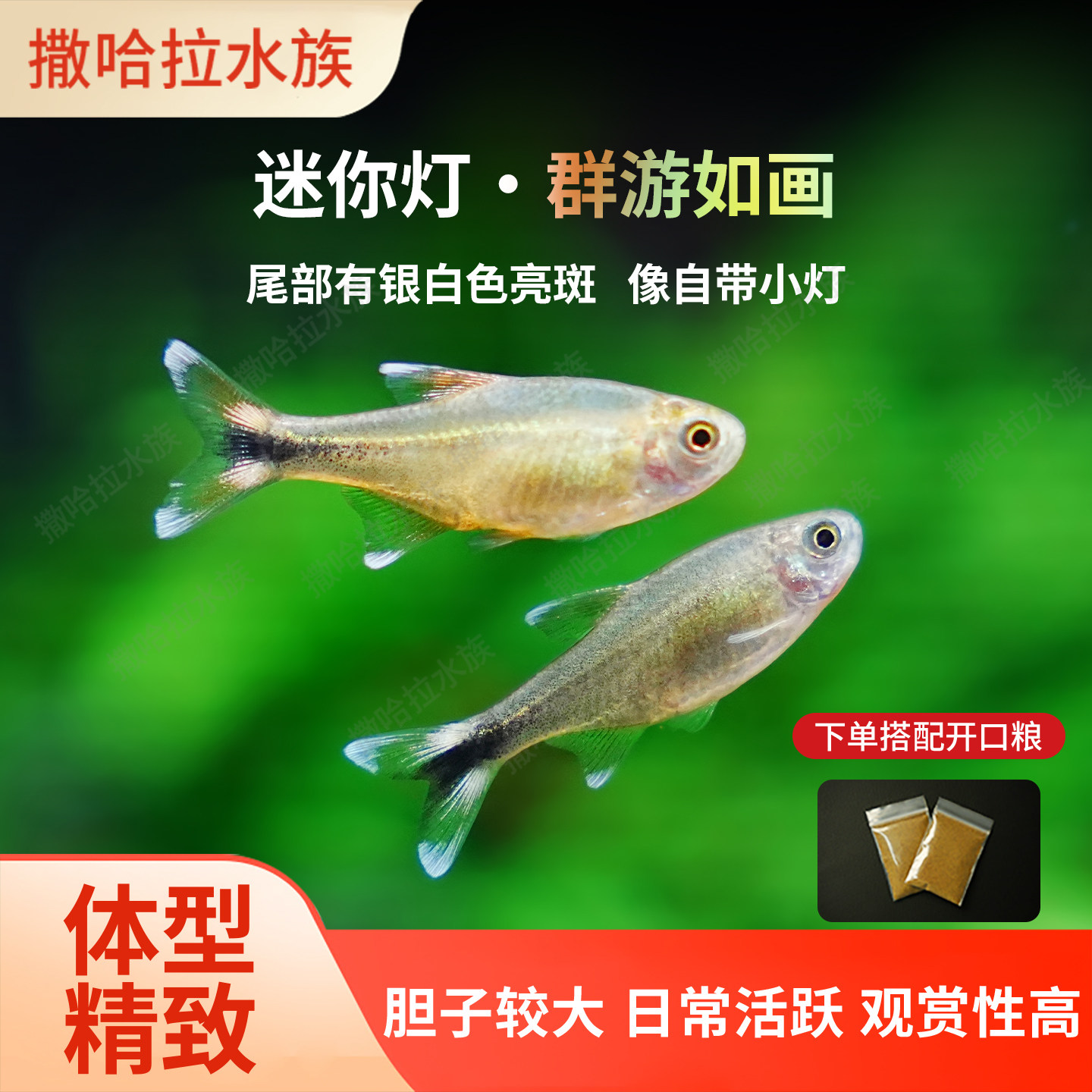 迷你灯鱼满天星热带观赏鱼小型红绿灯草缸群游灯科鱼包邮包损活体
