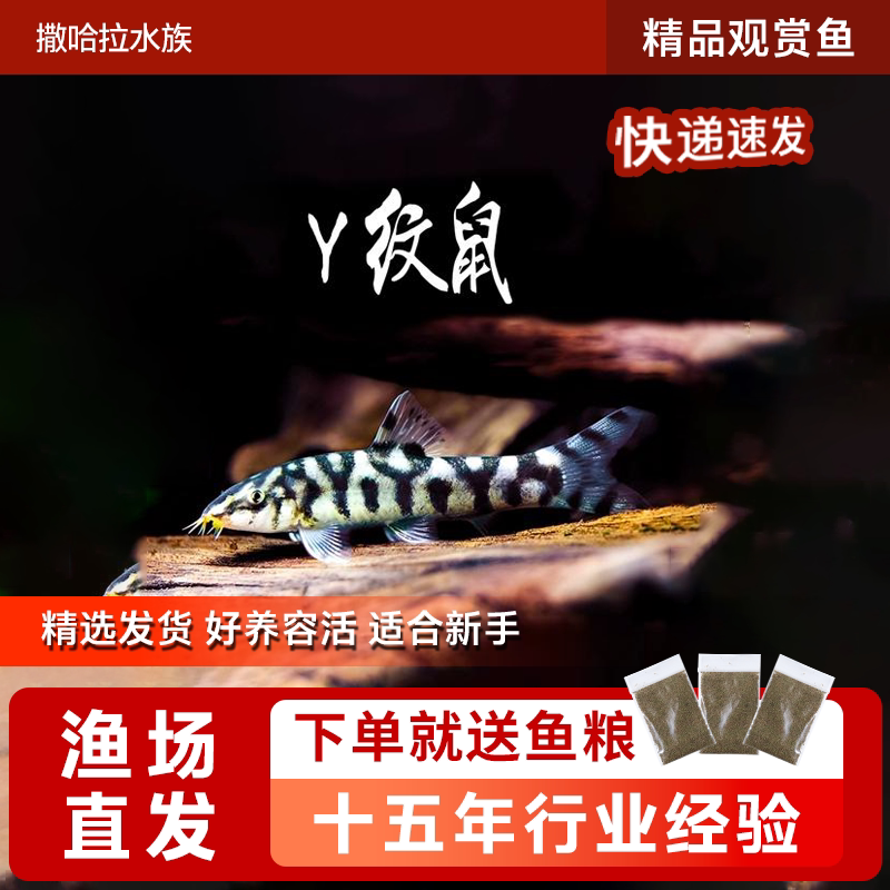 Y字鼠热带淡水小型工具鱼活体鱼