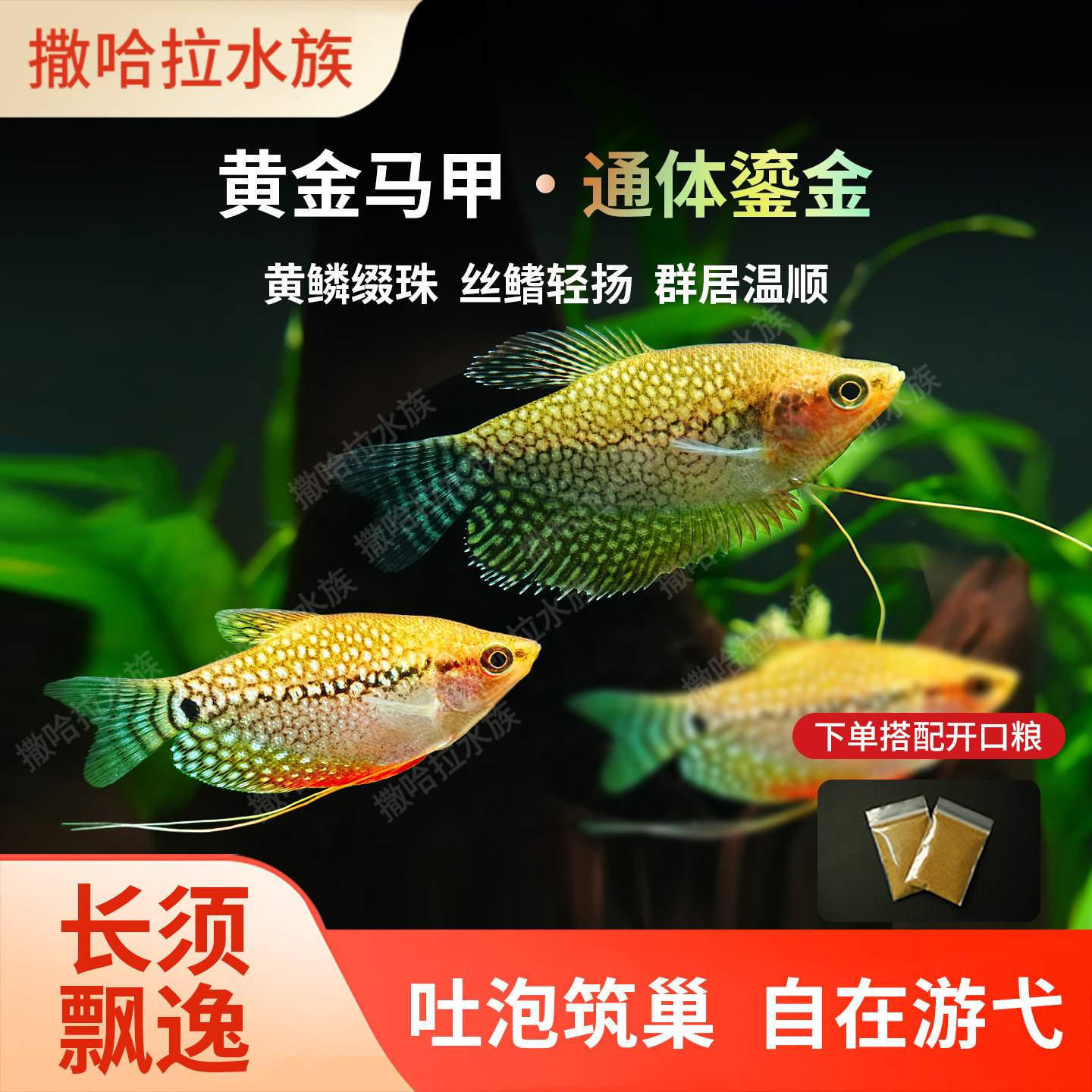 黄金马甲珍珠马甲鱼热带鱼观赏鱼马甲球鱼蓝金曼龙新手入门活体鱼