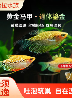 黄金马甲珍珠马甲鱼热带鱼观赏鱼马甲球鱼蓝金曼龙新手入门活体鱼