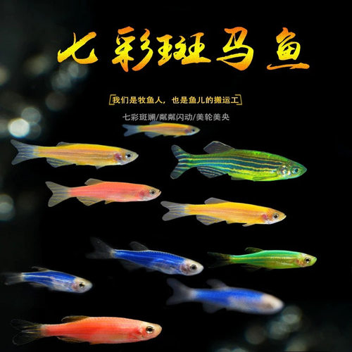 斑马鱼热带鱼彩色好养小型观赏鱼