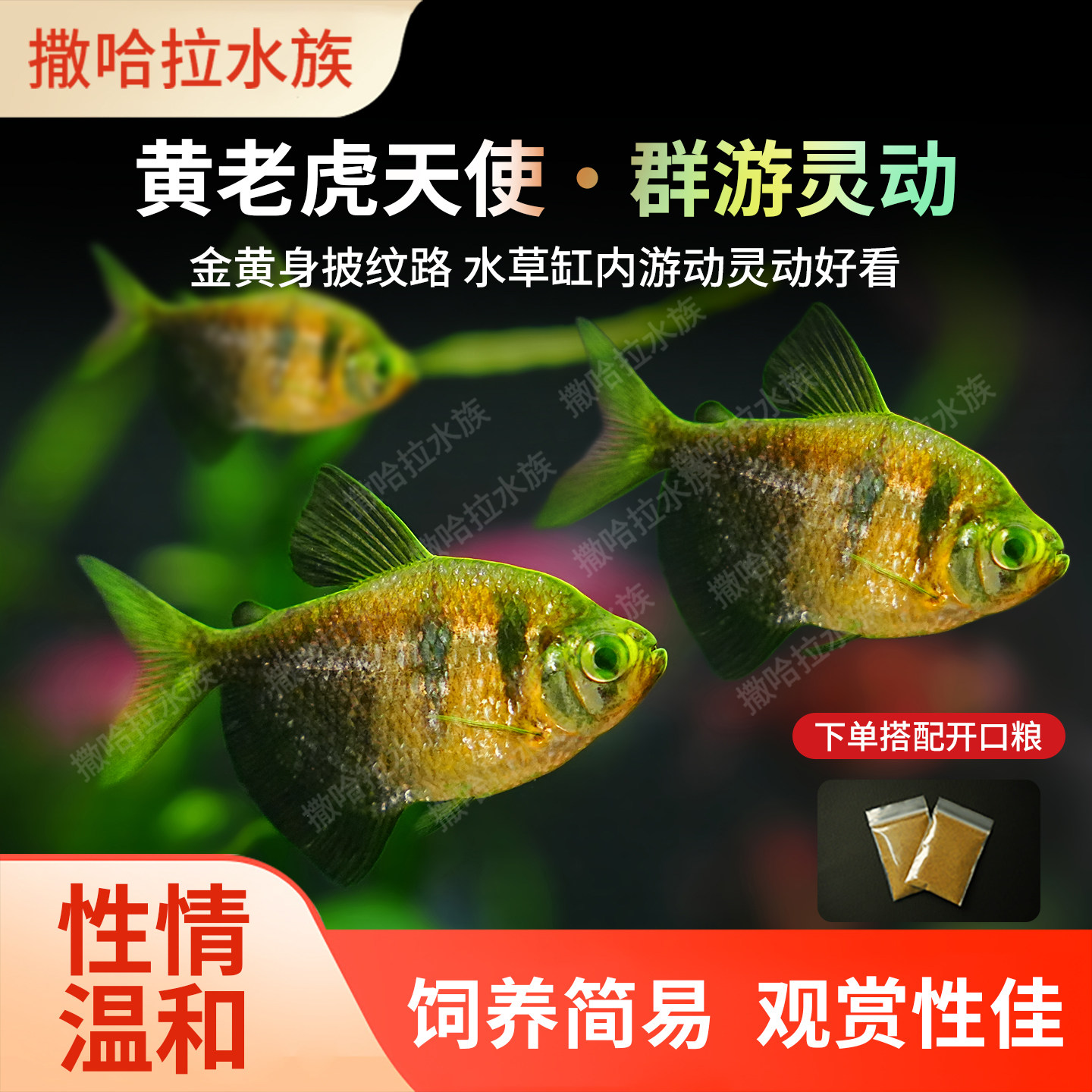 天使鱼观赏鱼大号淡水热带鱼小型老虎天使鱼活体好养耐活七彩天使