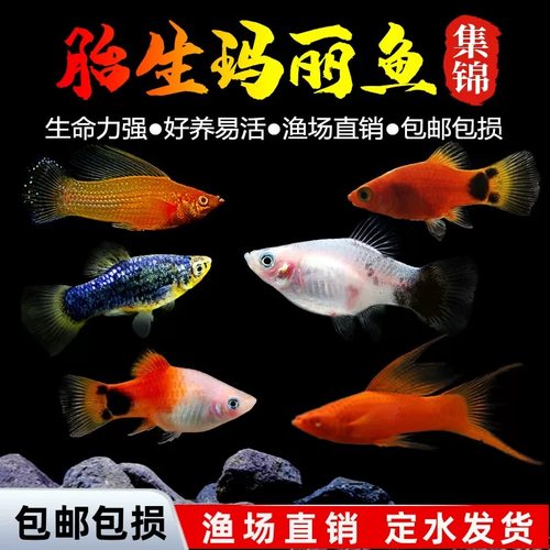 胎生鱼金银黑皮球玛丽鱼