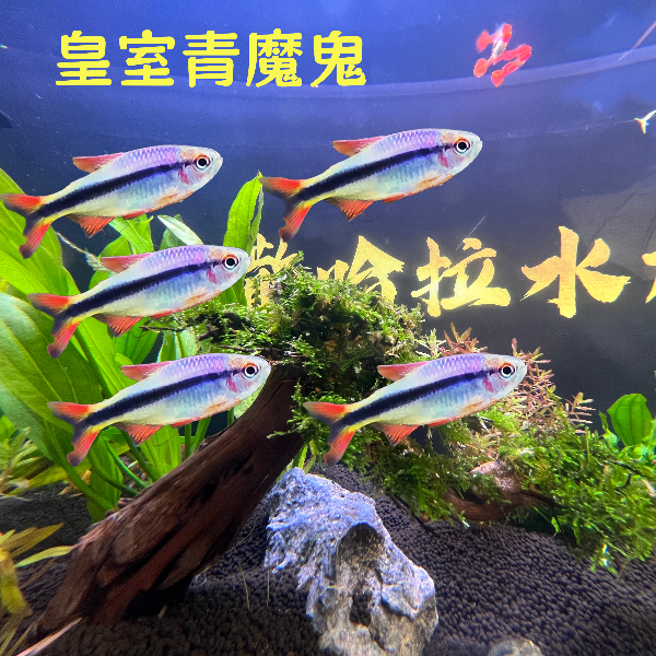 皇室青魔鬼稀有灯鱼小型热带