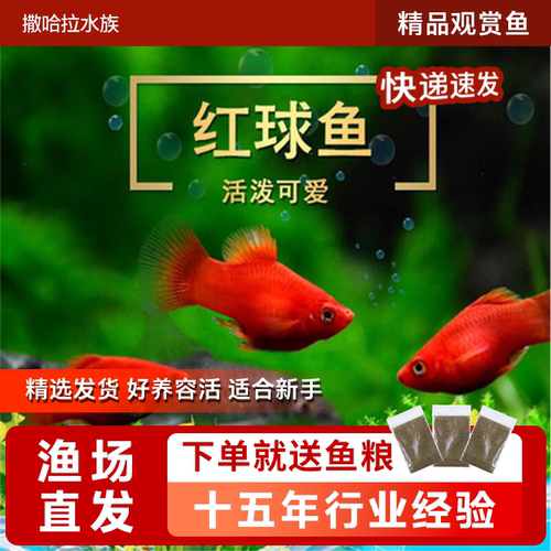 红皮球鱼玛丽球鱼热带观赏鱼