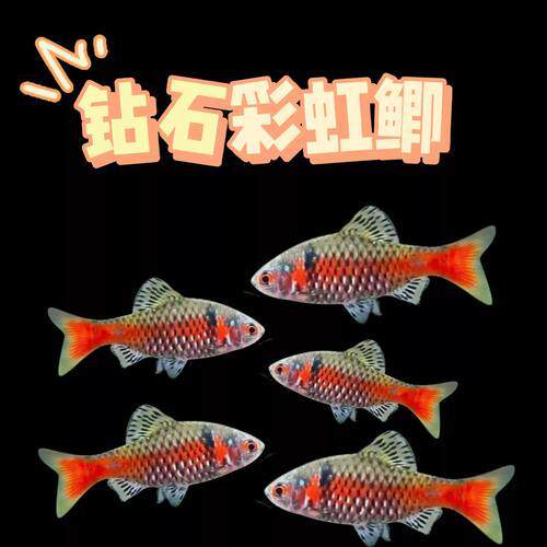 钻石彩虹鲫好养进口鲤科鱼