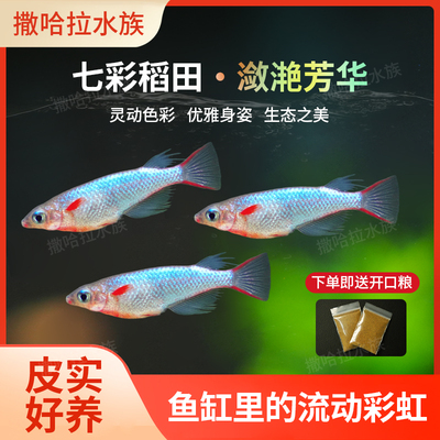 七彩稻田姬美人热带鱼