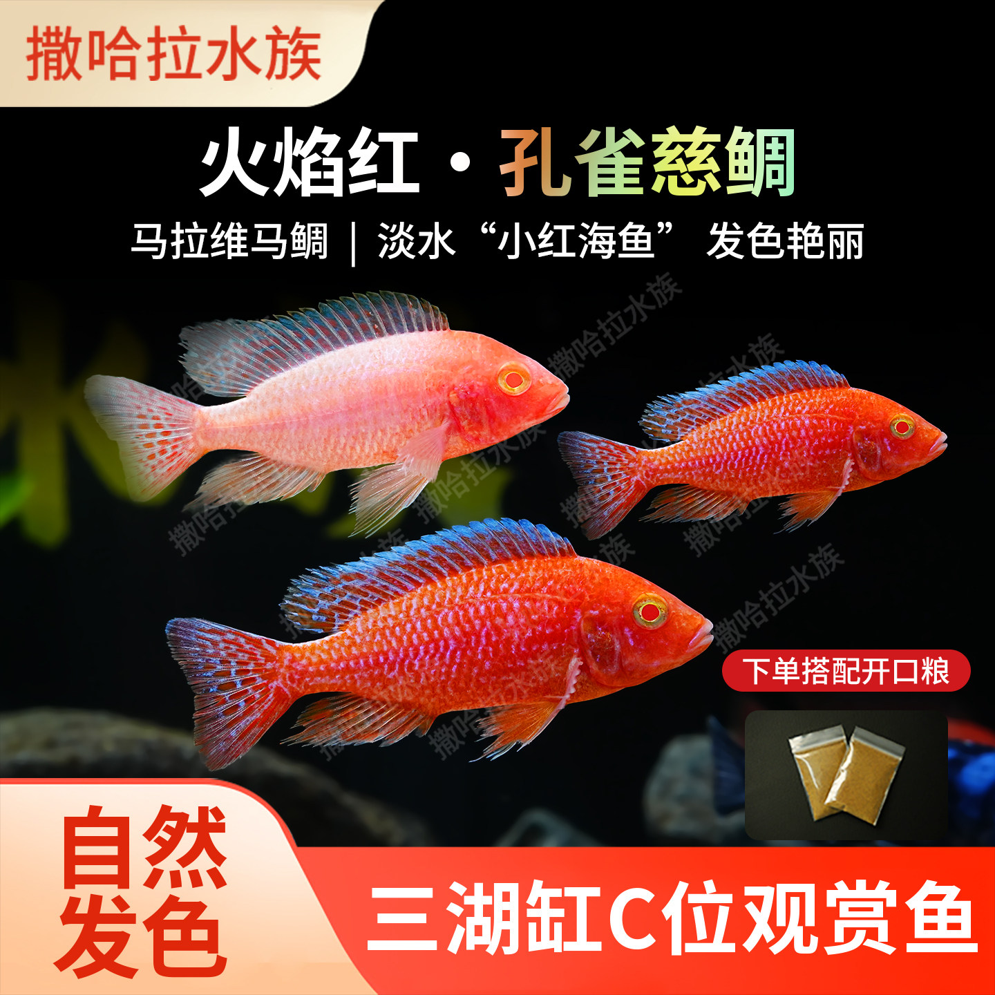 龙血火焰红三湖慈鲷鱼热带淡水鱼水族鱼缸观赏鱼宠物鱼活体火红鱼