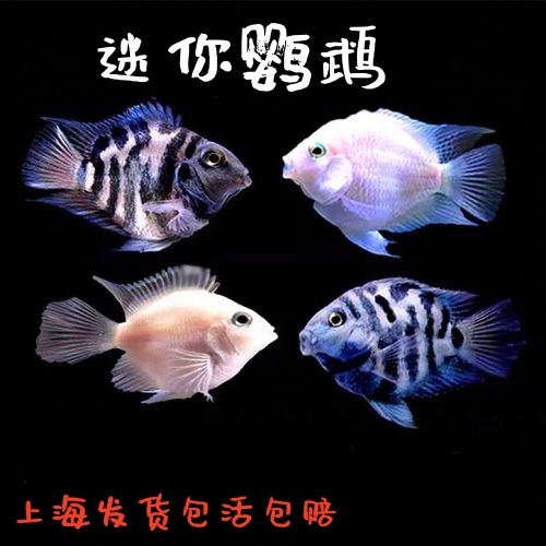 热带淡水迷你宝蓝白金鹦