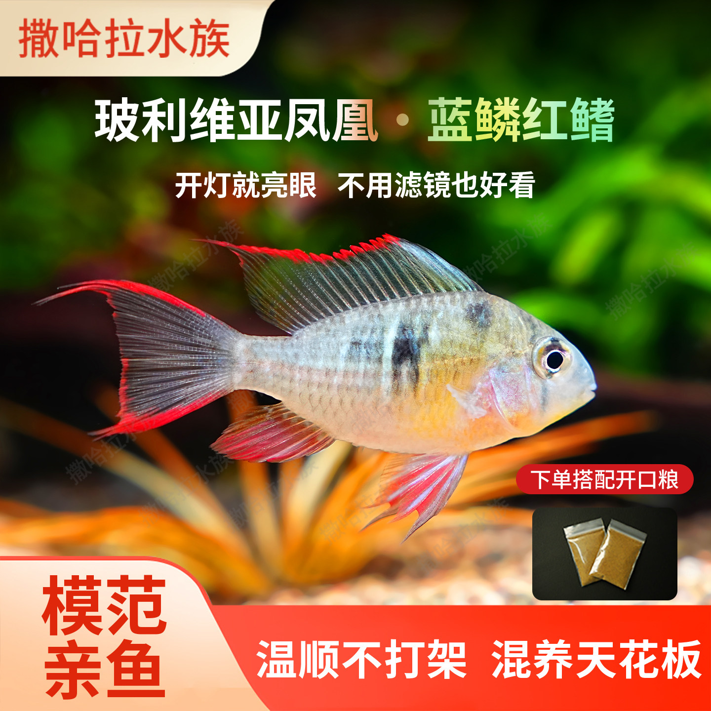 玻利维亚凤凰鱼热带观赏鱼慈鲷淡水鱼中小型南美原生鱼草缸短鲷鱼