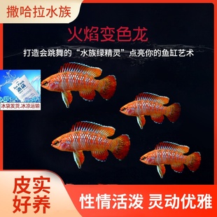 热带鱼火焰变色鱼淡水鱼小型鱼迷你灯科鱼火焰龙鱼好养活体观赏鱼