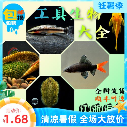 除油膜鱼质量怎么样 除油膜鱼口碑怎么样 小麦优选