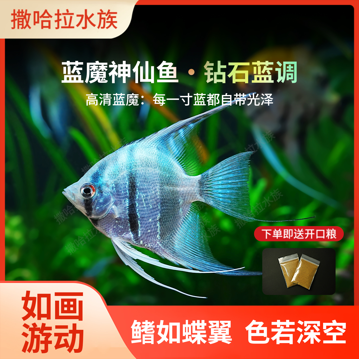 蓝魔神仙鱼秘鲁三色燕鱼活鱼