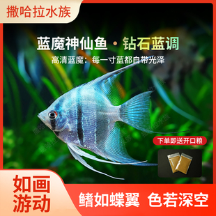 蓝魔神仙鱼秘鲁三色燕鱼活鱼大小型热带鱼淡水好养耐活鱼苗观赏鱼