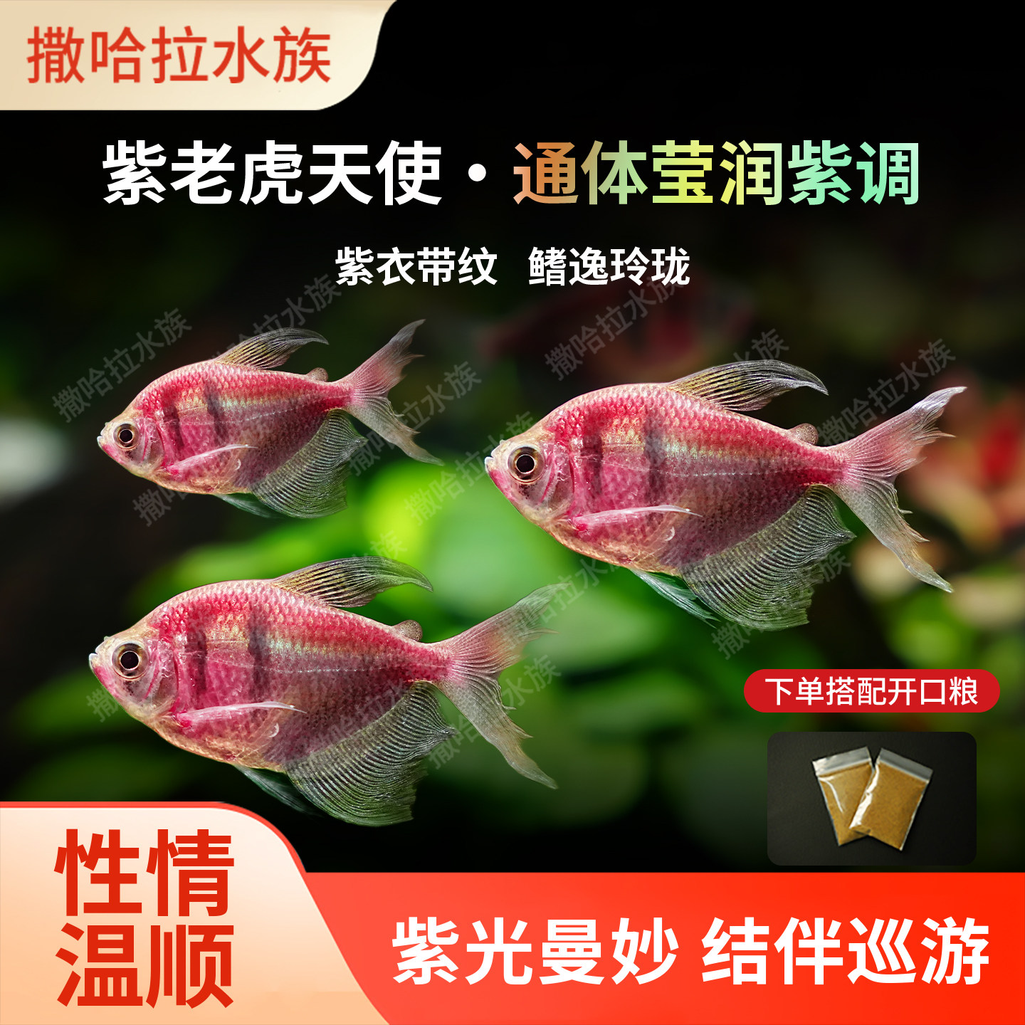 紫老虎天使鱼虎皮天使热带观赏鱼活体小型淡水热带观赏鱼好养耐活