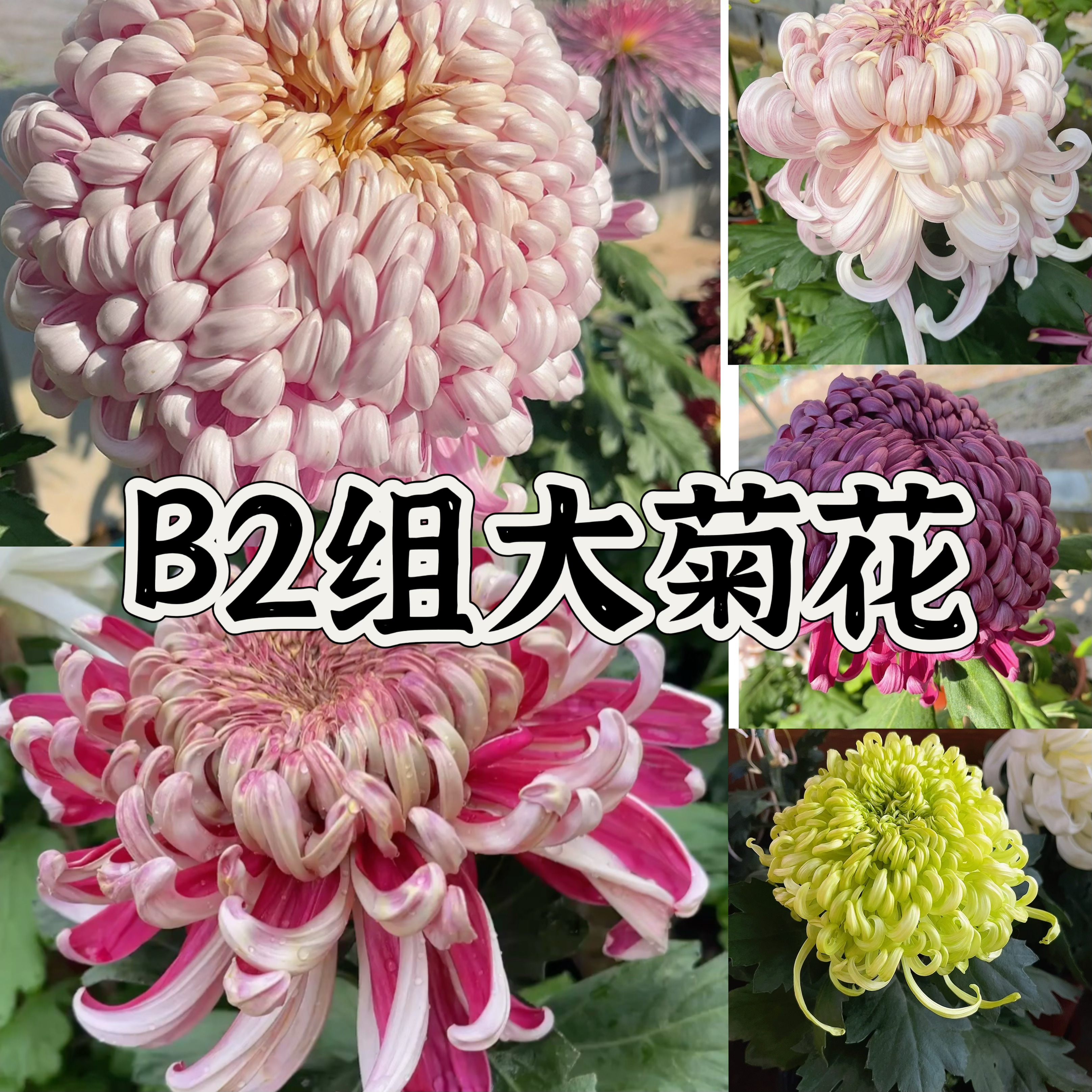 B2组 56种大菊品种南村菊园 大花大菊苗 菊花苗 对版 菊花小苗