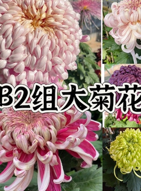 B2组 56种大菊品种南村菊园 大花大菊苗 菊花苗 对版 菊花小苗