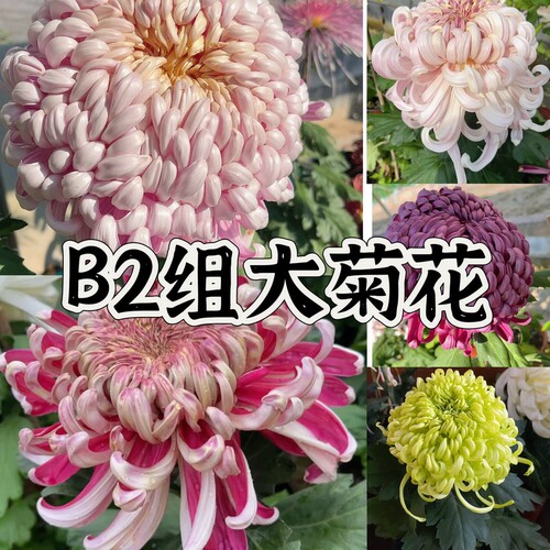 B2组 56种大菊品种南村菊园 大花大菊苗 菊花苗 对版 菊花小苗