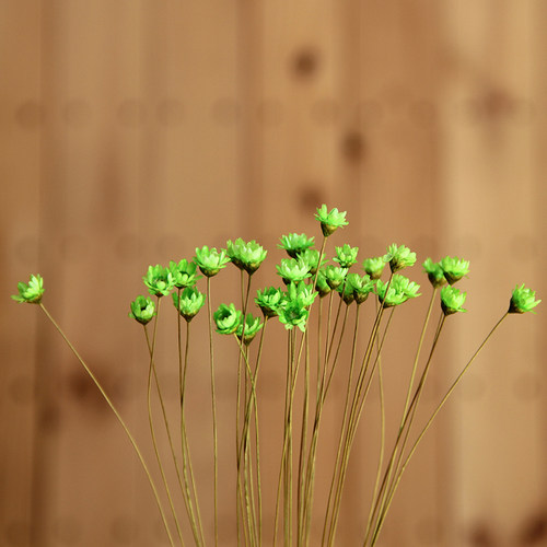天然干花花艺真花小星花迷你巴西