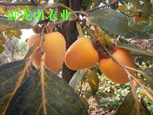 特价山东牛心柿子脆柿子长柿子芒果柿子脆甜软糯5斤现货现摘现发