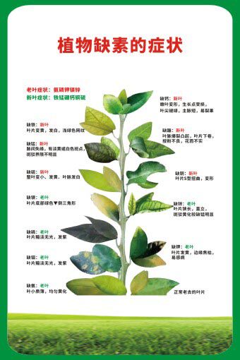 m771植农作物生长缺素营养缺失的症状海报印制展板贴纸挂图画1250