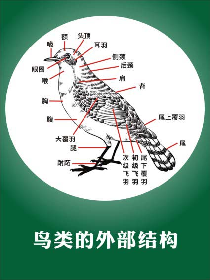 m769鸟类的外部结构图生物科学普及常识宣传墙挂贴图海报印制2675