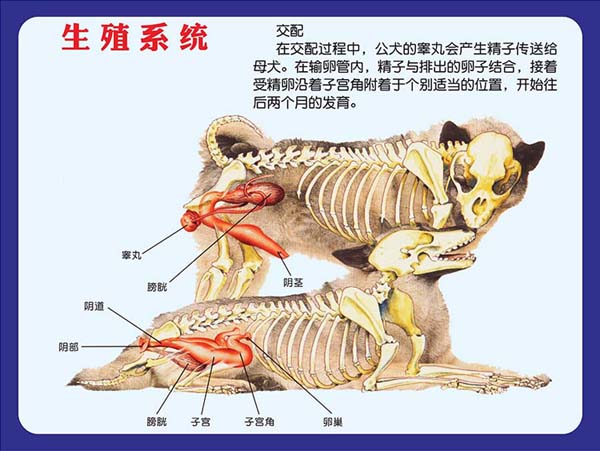 m769狗生殖系统结构示意图宠物店装饰贴画纸展板喷绘海报印制2575