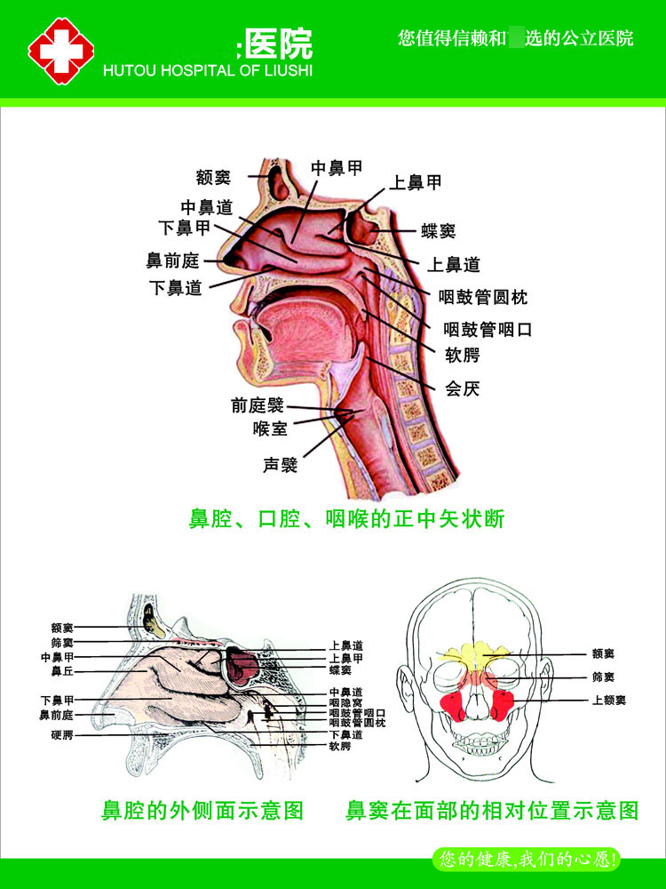 655海报印制写真墙贴纸喷绘挂壁画178医院五官科耳鼻喉示意解剖图