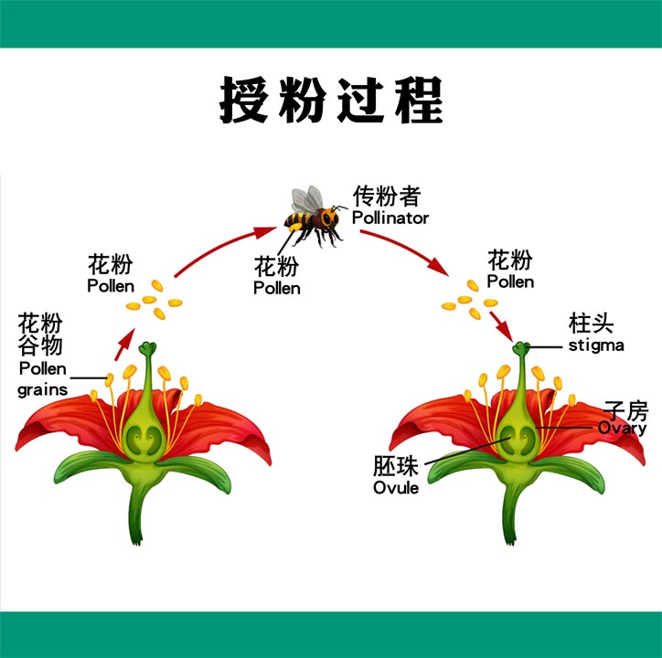 m769植物生物蜜蜂授粉过程图循环发展分析图墙贴海报印制展板2627