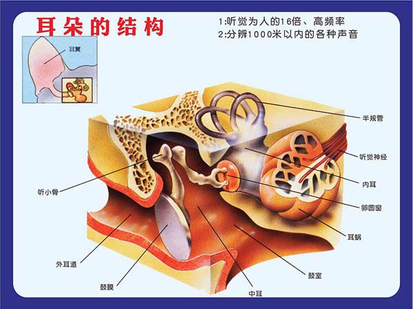 m769狗动物耳朵的结构示意挂图贴画纸kt展板喷绘写真海报印制2575