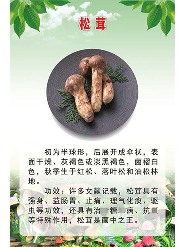 m771云南野生菌松茸简介绍做用功效宣传贴纸挂图展板海报印制2031