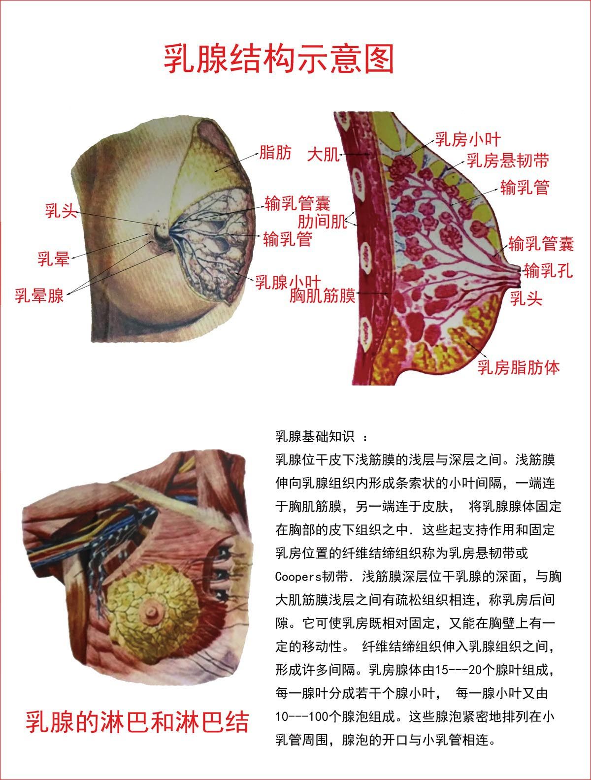 763海报印制展板写真贴纸素材615人体结构解剖图乳腺结构示意图