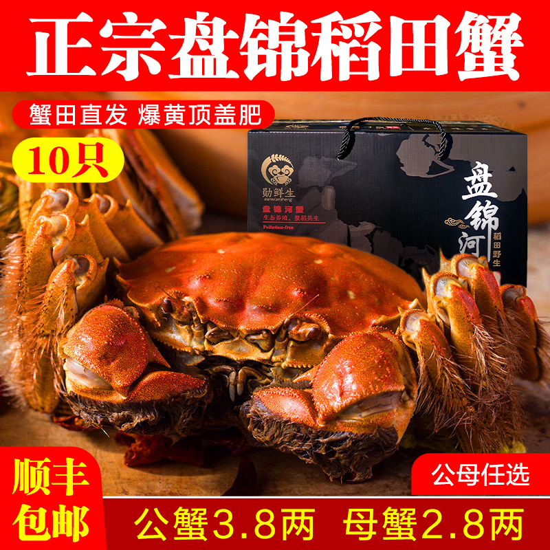 高端盘锦河蟹稻田蟹10只满黄满膏