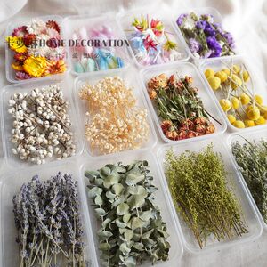 满天星迷你小干花玫瑰花头盒装