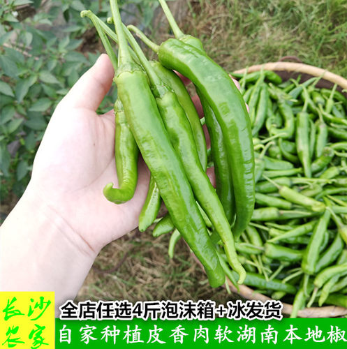 湖南微辣青椒鲜嫩软皮薄皮辣椒