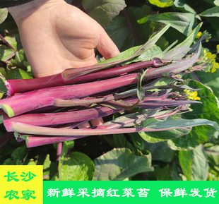 【现摘4斤】湖南蔬菜农家种植红菜苔叶子菜鲜嫩红菜心青菜紫菜苔