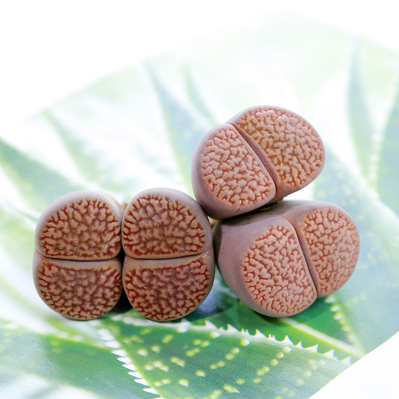 小盆栽奇趣植物办公室生石花母本日轮玉大颗当年开花