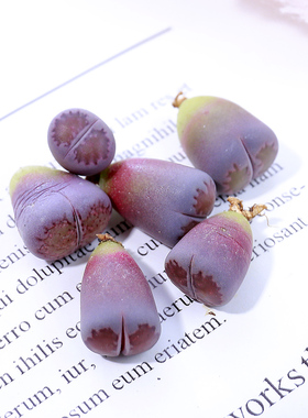 多肉植物生石花紫色紫李夫人肉肉盆栽屁股花PP花屁屁花石生花