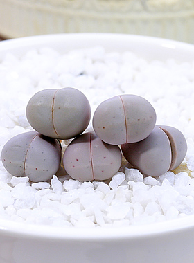 多肉植物生石花紫色大白灵耀玉肉肉盆栽屁股花PP花屁屁花石生花