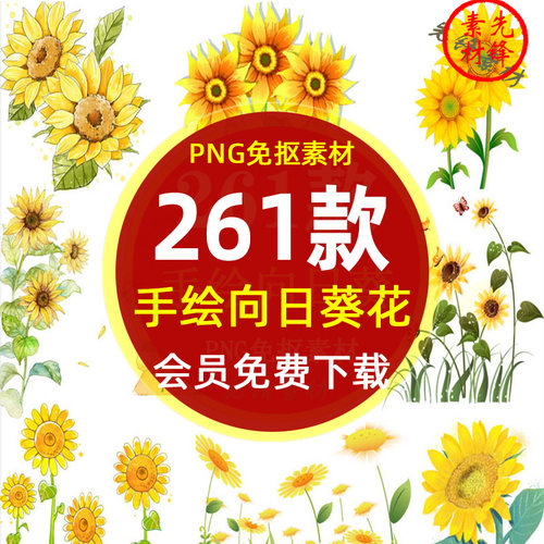 手绘向日葵太阳花花朵背景PNG免抠图片 可爱卡通向日葵插图PS素材